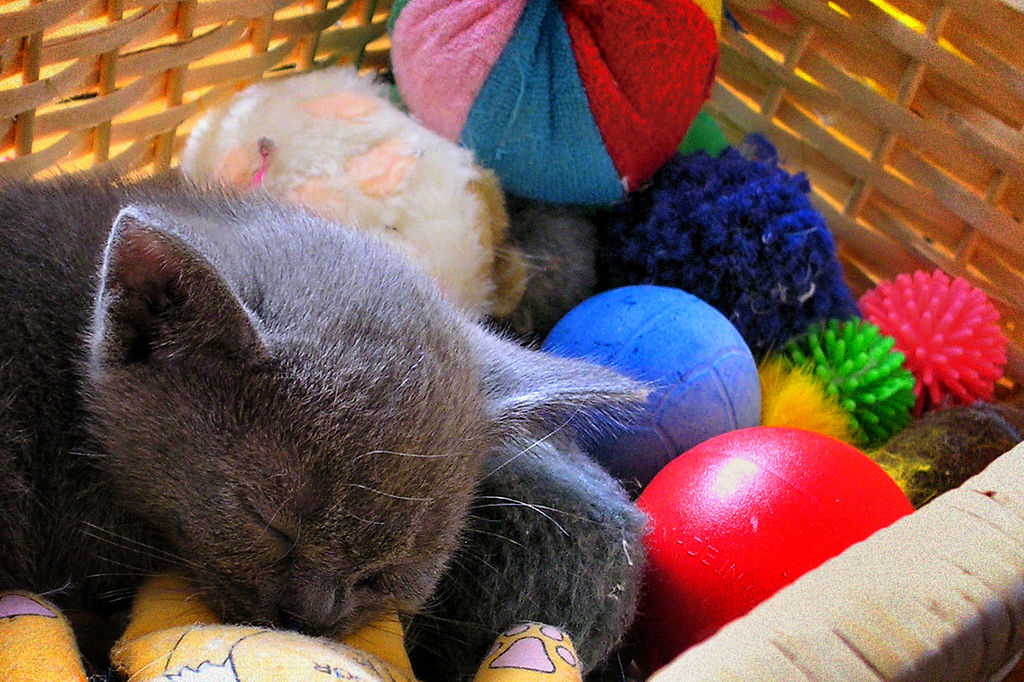 1024px-The_kitten_and_its_toys