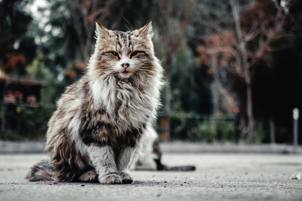 how much does a maine coon cat cost