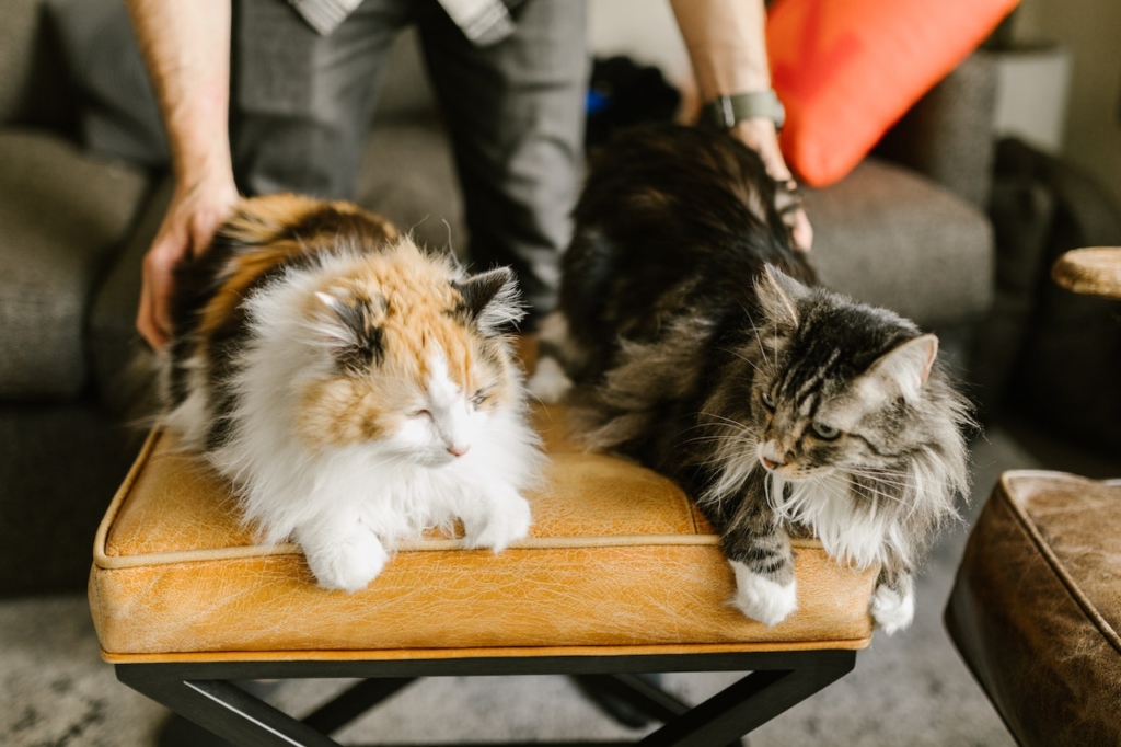 how much does a maine coon cat cost
