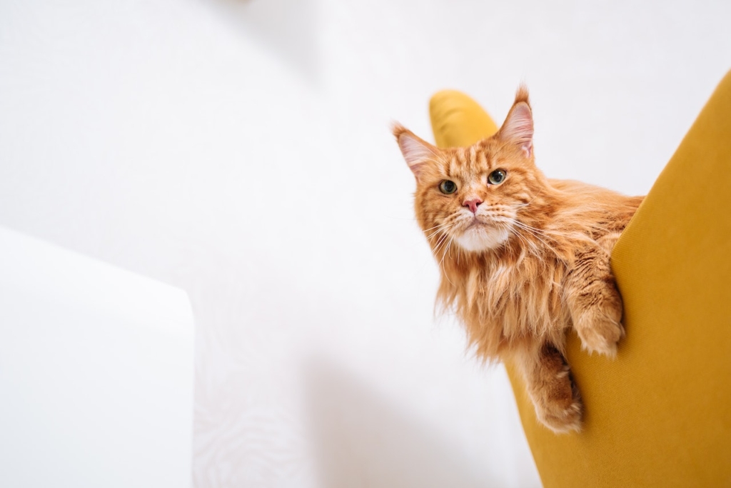 how much does a maine coon cat cost
