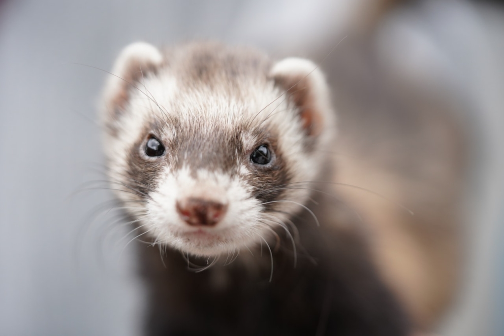 how much do ferrets cost