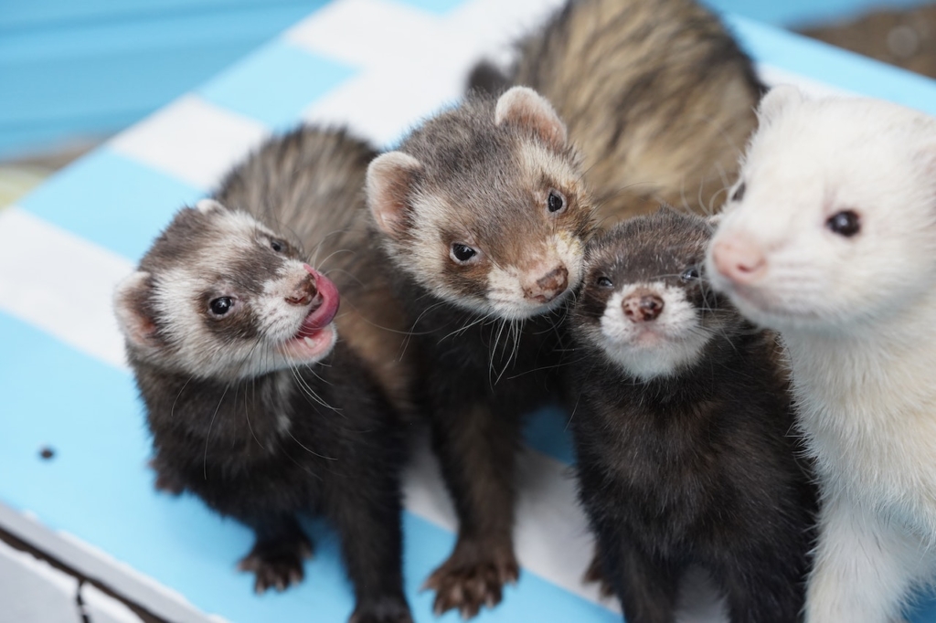 how much do ferrets cost