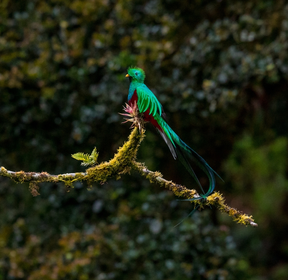 quetzal guatemalteco